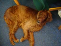 Resize of DSC01236.JPG